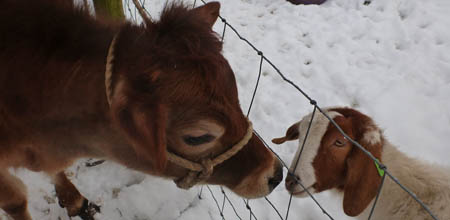 Fishers Farm calf meets Norman